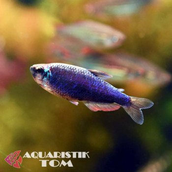 Königssalmler Super blue, Inpaichthys kerri super blue